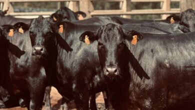 Foto de novilhas F1 angus superam 18 arrobas com confinamento