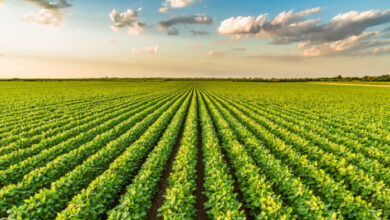 Foto de Agro brasileiro reforça protagonismo na transição energética em debate com diplomatas