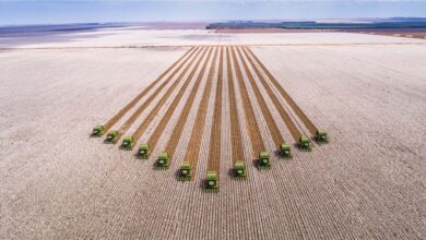 Foto de No disputado mercado de CRA, SLC e Eldorado Celulose lançam ofertas