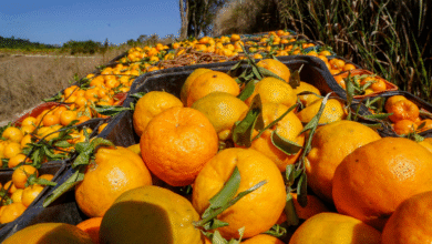Foto de Citros Show Nordeste reúne citricultores e empresas em Aracaju