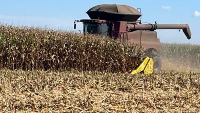 Foto de Clima favorecerá reta final do milho 2ª safra, diz meteorologista