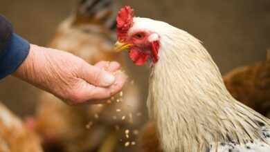 Foto de Micronutrição ganha protagonismo diante da expansão da demanda global por proteína animal