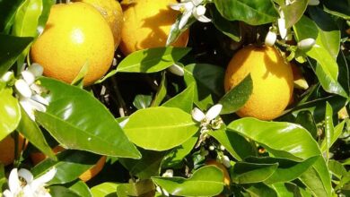 Foto de Citros: incertezas limitam o fechamento de contratos no ciclo 2025/26