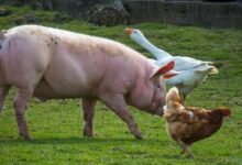 Foto de MAPA amplia mercados e fortalece exportações de aves e suínos em 2025