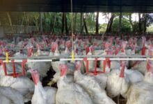 Foto de Paraná cresce 53% em receita de exportação e consolida-se como 3º maior produtor nacional