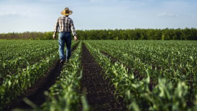 Foto de Crowdfunding para produtor rural pode sair até o fim do ano