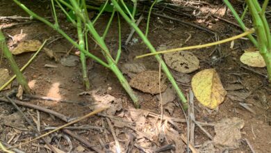 Foto de Pesquisador da Embrapa Soja explica como evitar a quebra de hastes nas lavouras