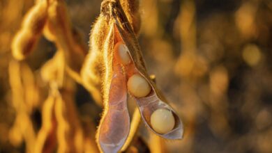 Foto de O acordo China-EUA vai castigar a soja brasileira? A SLC discorda