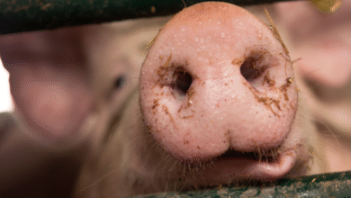 Foto de Indústria suína da China entra em nova fase de foco em eficiência