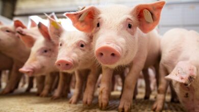 Foto de Poder de compra do suinocultor paulista recua em outubro