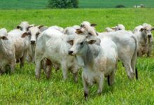 Foto de Boi gordo tem dia de estabilidade nas praças paulistas