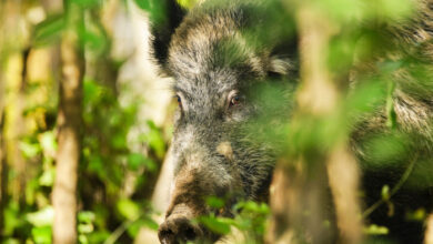 Foto de Defesa Agropecuária, Apta Regional e Câmaras Setoriais promovem I Seminário sobre Javali