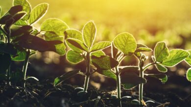 Foto de 5 dias! A Abertura Nacional do Plantio da Soja é nesta semana!