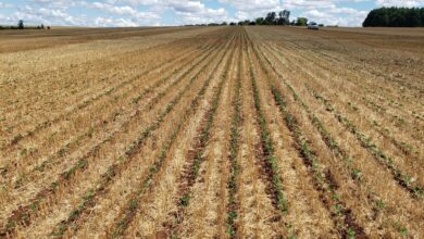 Foto de Você viu? Produtores abandonam áreas arrendadas no RS: ‘Isso não é vida’