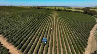 Foto de Chuvas melhoram perspectivas para a safra de café, e preços caem