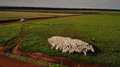 Foto de Como a Roncador se tornou referência no agro com foco na pecuária sustentável