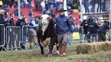 Foto de Desfile dos Grandes Campeões traz emoção à Expointer 2025