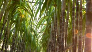 Foto de I Simpósio Nacional da Síndrome da Murcha da Cana-de-Açúcar será realizado em Ribeirão Preto