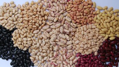 Foto de Pequenas lavouras dominam em número, mas grandes produzem a maior parte do feijão no Brasil