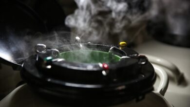 Foto de Brasil amplia mercado e exportará sêmen e embriões bovinos para Indonésia