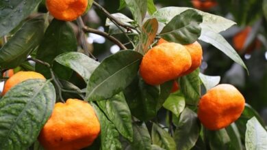 Foto de bergamota atua na saúde cardiovascular e redução do colesterol