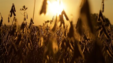 Foto de irregularidade das chuvas reduz projeções da safra