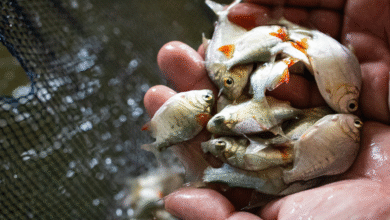 Foto de Epamig quer transformar Felixlândia (MG) em polo da piscicultura