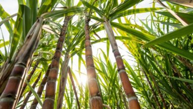 Foto de A força da pedra: como agrominerais estão transformando solos e lavouras no Nordeste