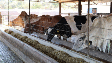 Foto de Goiás amplia prazo a Programa de Melhoramento Genético Bovino