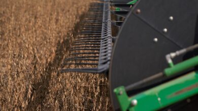 Foto de Redução de imposto sobre grãos atrai US$ 7 bi para a Argentina e repõe reservas