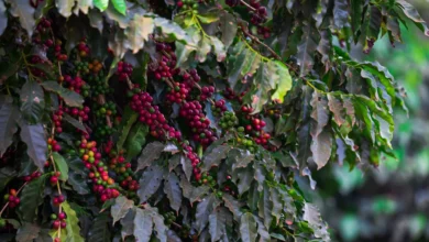 Foto de Preços do café registraram expressiva queda na última semana