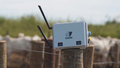 Foto de Essa startup pesa bois sem balança — e com inteligência artificial