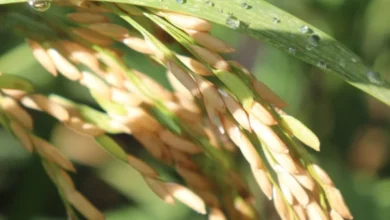 Foto de Conab oferece ajuda de R$ 300 milhões para produtores de arroz