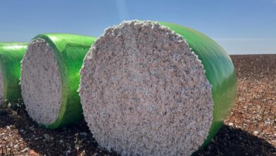 Foto de Atraso na colheita do algodão faz Adab prorrogar início do vazio sanitário