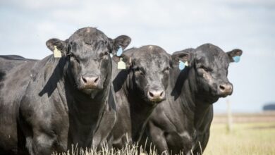 Foto de Brasil exportará embriões e sêmen bovino para dois novos países
