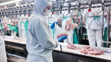 Foto de Missão chinesa inspecionará cadeia avícola brasileira antes de retomar importações