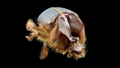 Foto de nova espécie de besouro da Caatinga recebe nome de expressão típica do Nordeste