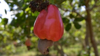 Foto de Cajueiro-anão resiste à seca e garante mais de 1.000 kg de castanha por hectare no semiárido