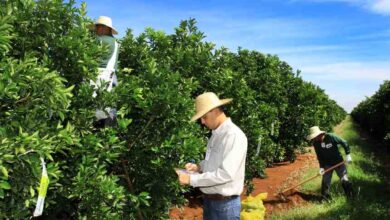Foto de Pior praga dos laranjais, Greening desacelera com manejo e plantio em novas áreas