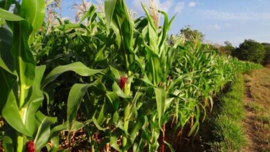 Foto de Milho 2ª safra: mercado de defensivos recua 7% em 2025