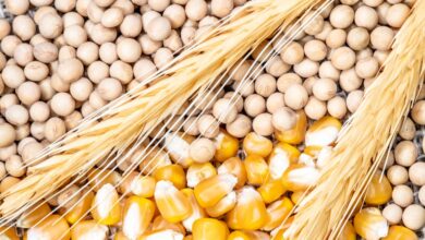 Foto de Grãos em leve queda em Chicago (EUA) com baixa demanda e perspectivas de oferta favorável