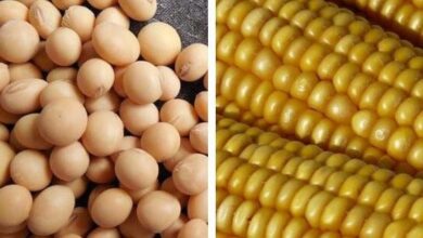 Foto de Grãos em alta: soja e milho competem por espaço nos portos