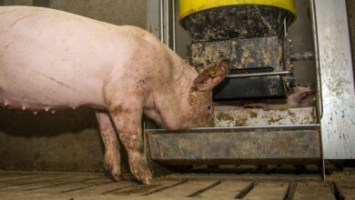 Foto de México abre investigação antidumping sobre importações de carne suína dos EUA