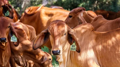 Foto de A procura por sêmen bovino cresceu no primeiro semestre