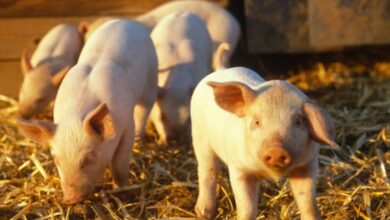 Foto de Peste Suína Africana chega a Taiwan e dispara alerta de biosseguridade