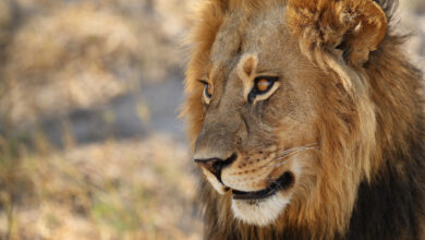 Foto de entenda o sistema que vai mudar a forma de pagar impostos no Brasil