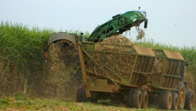 Foto de Processamento de cana cresce na segunda quinzena de setembro, diz Unica