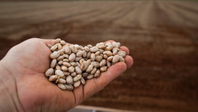Foto de Exportações de feijão batem recorde anual, enquanto mercado interno mantém ritmo lento, aponta indicador Cepea/CNA