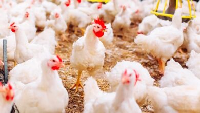 Foto de Poder de compra do avicultor paulista recua em novembro com queda do frango vivo e alta do farelo e do milho