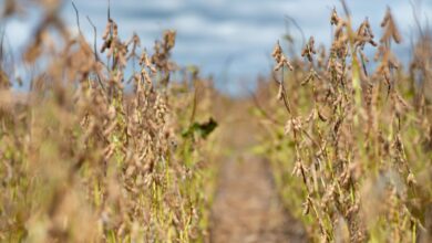 Foto de La Niña ressurge e eleva as chances de seca no Brasil e na Argentina